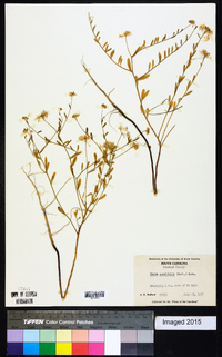 Warea cuneifolia image