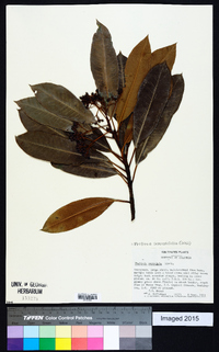 Photinia serratifolia image