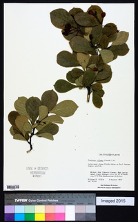 Photinia villosa image