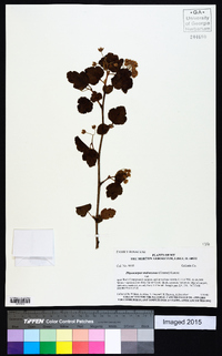 Physocarpus malvaceus image