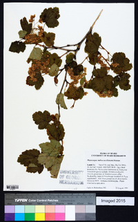 Physocarpus malvaceus image