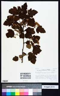 Physocarpus malvaceus image