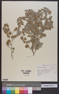 Physocarpus alternans image