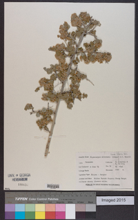 Physocarpus alternans image