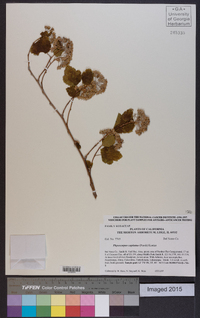 Physocarpus capitatus image