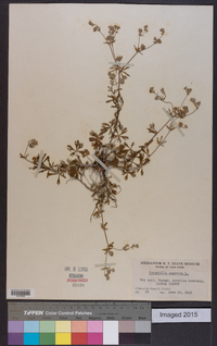 Potentilla argentea image