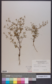 Potentilla argentea image