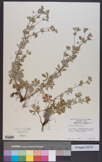 Potentilla argentea image