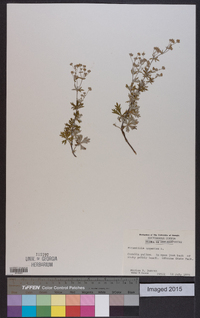 Potentilla argentea image