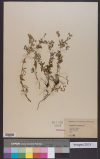 Potentilla argentea image