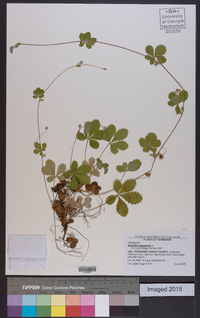 Potentilla canadensis image