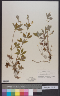 Potentilla canadensis image