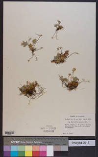 Potentilla canadensis image