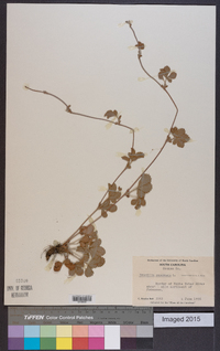 Potentilla canadensis image