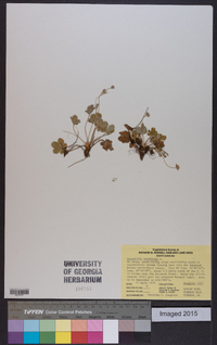 Potentilla canadensis image