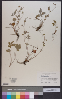 Potentilla canadensis image