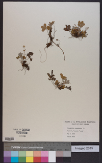 Potentilla canadensis image