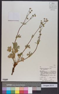 Potentilla diversifolia image