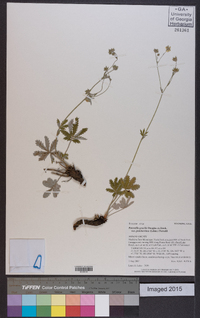 Potentilla pulcherrima image