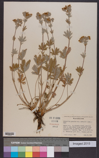 Potentilla gracilis image