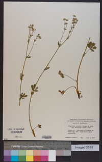 Potentilla gracilis image