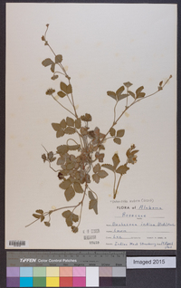 Potentilla indica image