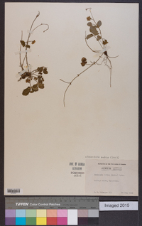 Potentilla indica image