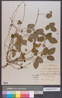 Potentilla indica image