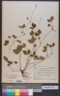 Potentilla indica image