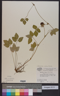 Potentilla indica image