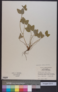 Potentilla indica image