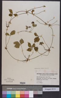 Potentilla indica image