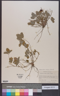 Potentilla indica image