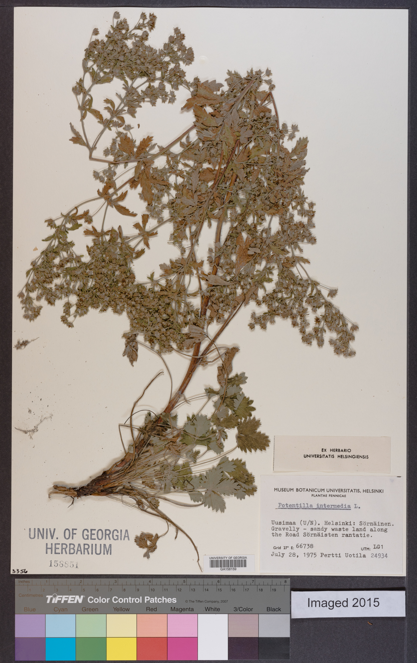 Potentilla intermedia image