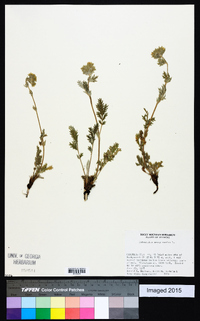 Potentilla pensylvanica image