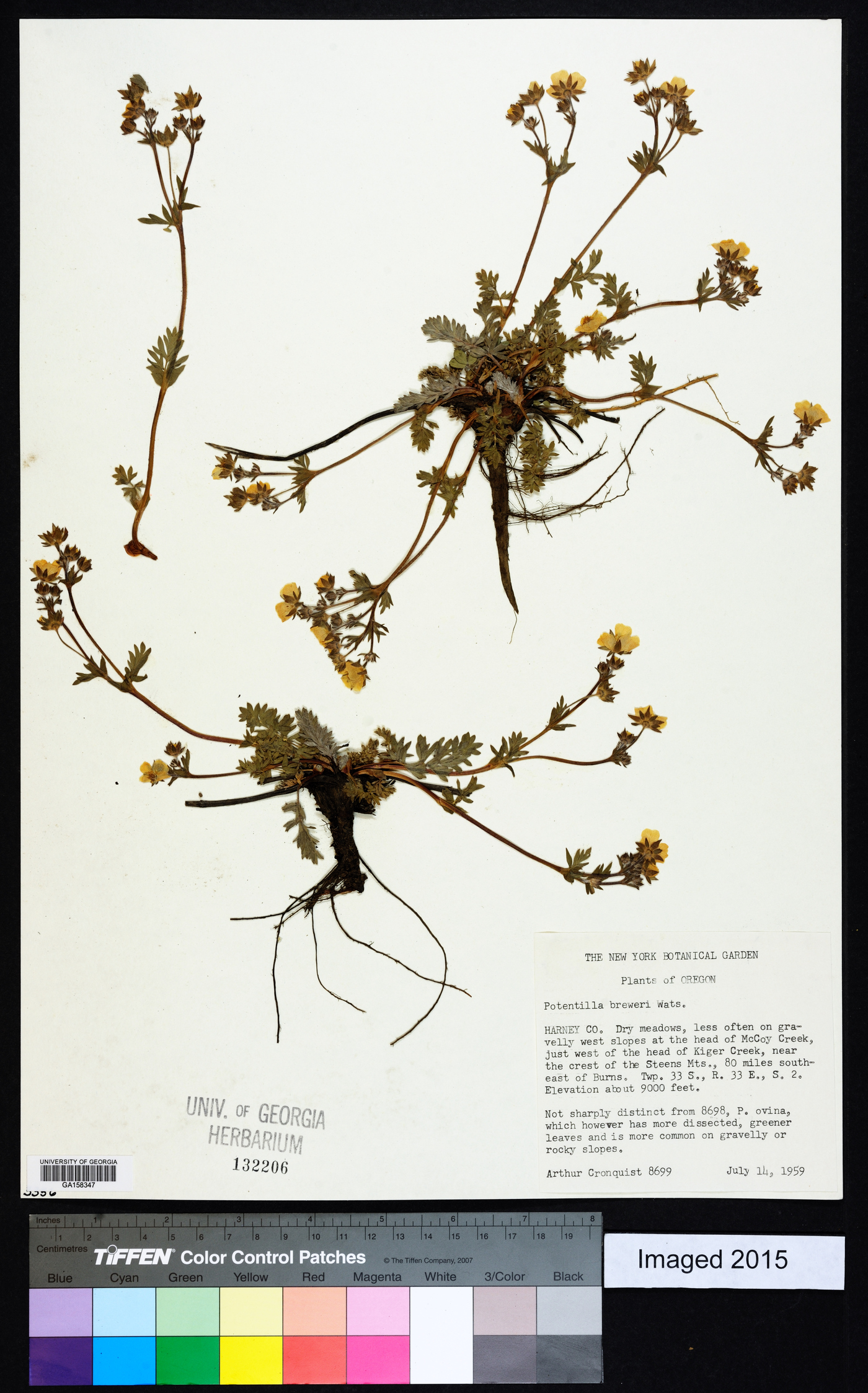 Potentilla breweri image