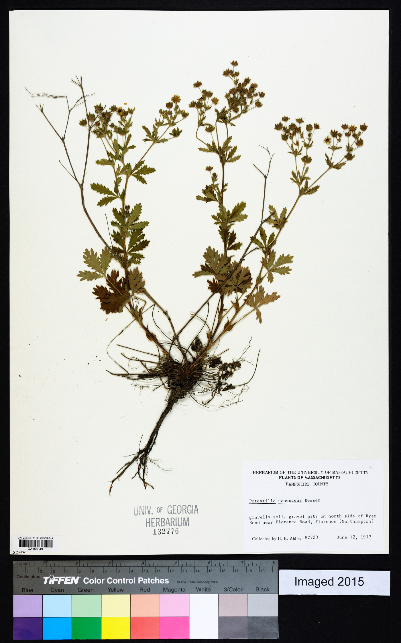 Potentilla canescens image