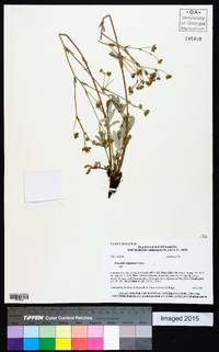 Potentilla hippiana image