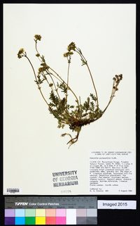 Potentilla quinquefolia image