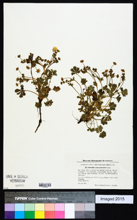 Potentilla tabernaemontani image