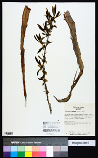 Prinsepia sinensis image