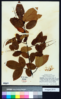 Prunus alabamensis image