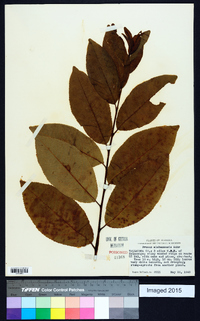 Prunus alabamensis image