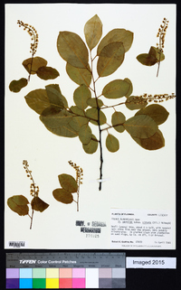 Prunus alabamensis image