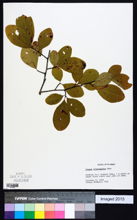 Prunus alabamensis image