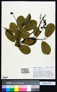 Prunus alabamensis image