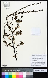 Prunus angustifolia image