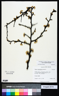 Prunus angustifolia image