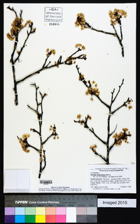 Prunus angustifolia image