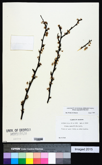 Prunus angustifolia image